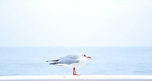麻将百科